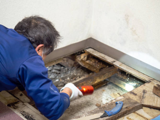 Best DIY Mold Remediation in Horicon, WI